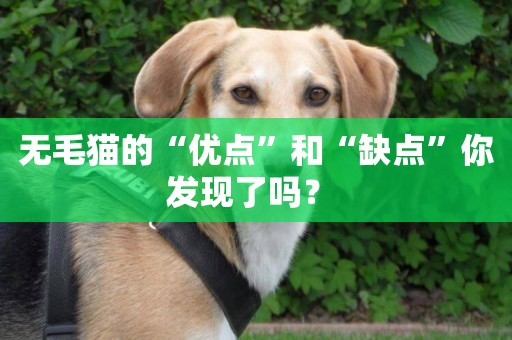 無毛貓的“優點”和“缺點”你發現了嗎？ 