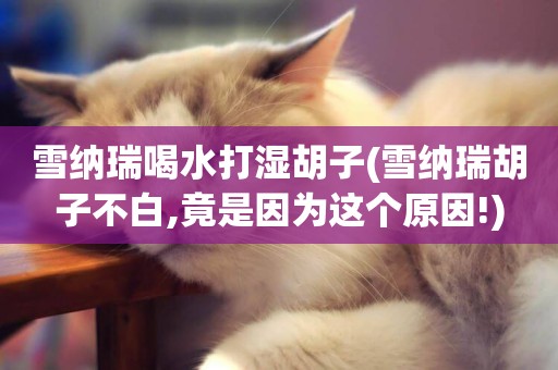 雪納瑞喝水打濕胡子(雪納瑞胡子不白,竟是因為這個原因!)