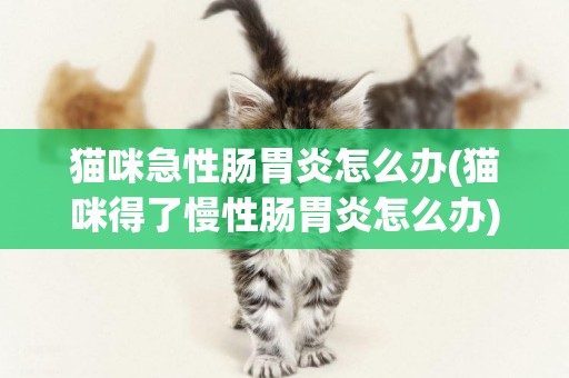 貓咪急性腸胃炎怎么辦(貓咪得了慢性腸胃炎怎么辦)