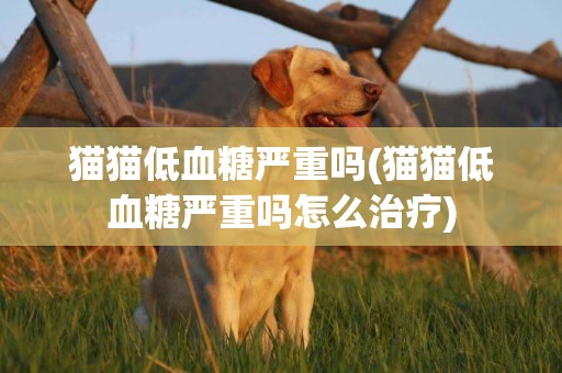 貓貓低血糖嚴重嗎(貓貓低血糖嚴重嗎怎么治療)