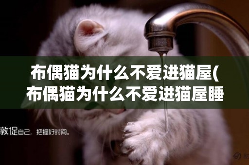 布偶貓為什么不愛進貓屋(布偶貓為什么不愛進貓屋睡覺)