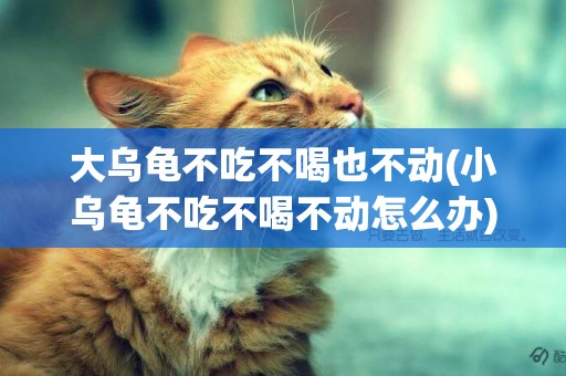 大烏龜不吃不喝也不動(小烏龜不吃不喝不動怎么辦)