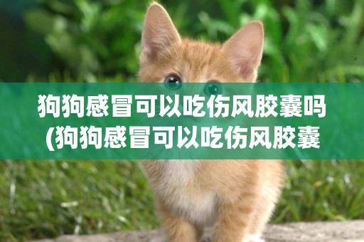 狗狗感冒可以吃傷風膠囊嗎(狗狗感冒可以吃傷風膠囊嗎小孩)