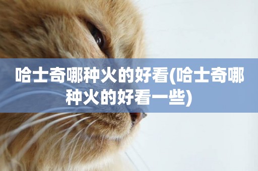 哈士奇哪種火的好看(哈士奇哪種火的好看一些)