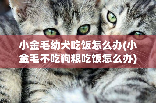 小金毛幼犬吃飯怎么辦(小金毛不吃狗糧吃飯怎么辦)