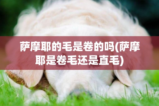 薩摩耶的毛是卷的嗎(薩摩耶是卷毛還是直毛)