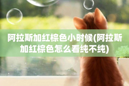 阿拉斯加紅棕色小時候(阿拉斯加紅棕色怎么看純不純)