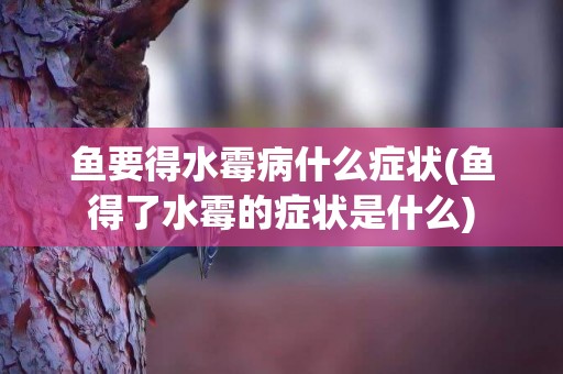 魚要得水霉病什么癥狀(魚得了水霉的癥狀是什么)