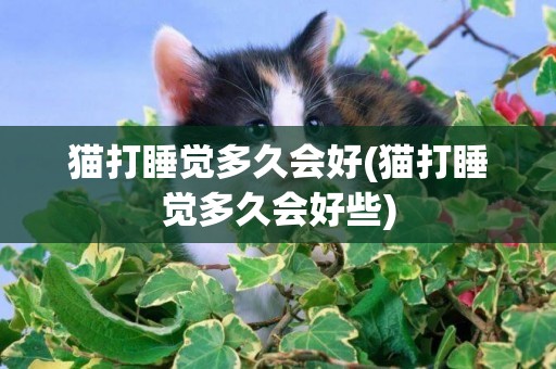 貓打睡覺多久會好(貓打睡覺多久會好些)