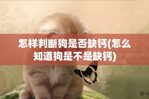 怎樣判斷狗是否缺鈣(怎么知道狗是不是缺鈣)