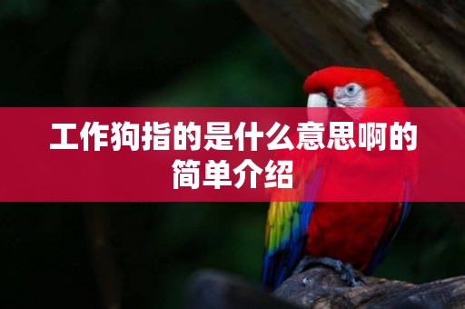 工作狗指的是什么意思啊的簡單介紹