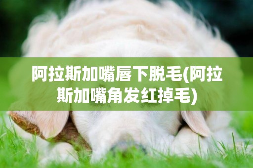 阿拉斯加嘴唇下脫毛(阿拉斯加嘴角發紅掉毛)