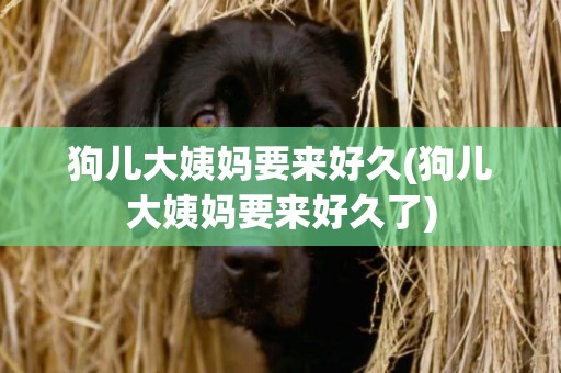 狗兒大姨媽要來好久(狗兒大姨媽要來好久了)
