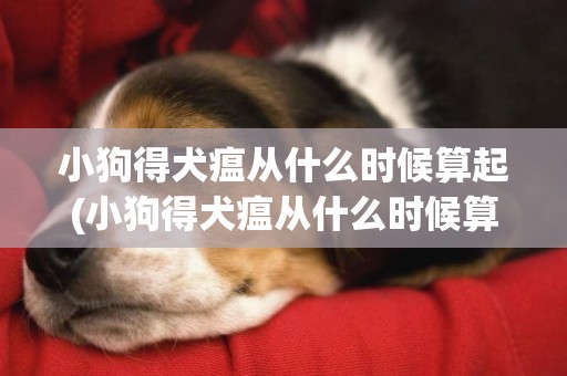 小狗得犬瘟從什么時候算起(小狗得犬瘟從什么時候算起犯)