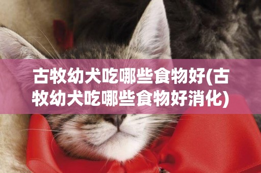 古牧幼犬吃哪些食物好(古牧幼犬吃哪些食物好消化)