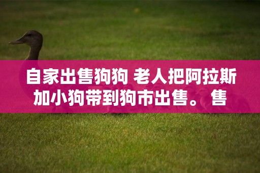 自家出售狗狗 老人把阿拉斯加小狗帶到狗市出售。 售價800元，顧客覺得貴！ 