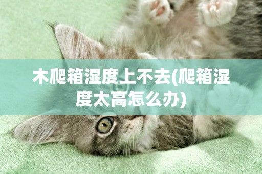 木爬箱濕度上不去(爬箱濕度太高怎么辦)