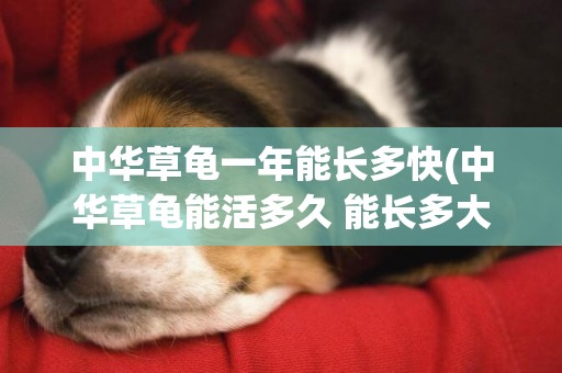 中華草龜一年能長多快(中華草龜能活多久 能長多大)