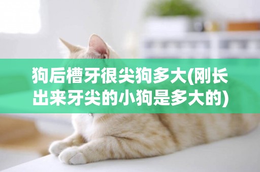 狗后槽牙很尖狗多大(剛長出來牙尖的小狗是多大的)