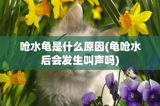 嗆水龜是什么原因(龜嗆水后會發生叫聲嗎)