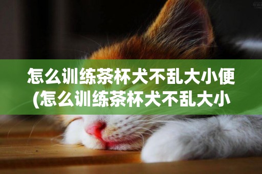 怎么訓練茶杯犬不亂大小便(怎么訓練茶杯犬不亂大小便視頻)
