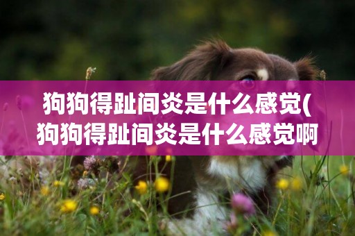 狗狗得趾間炎是什么感覺(狗狗得趾間炎是什么感覺啊)