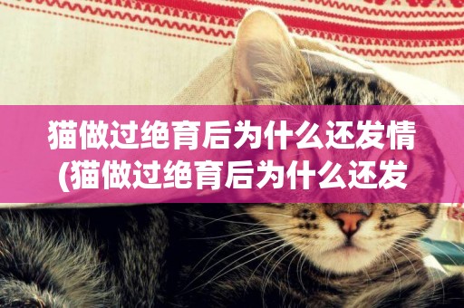 貓做過絕育后為什么還發情(貓做過絕育后為什么還發情呢)