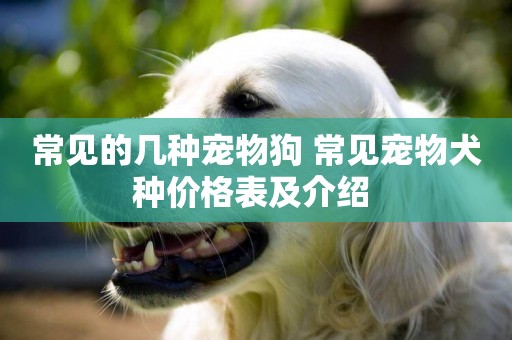 常見的幾種寵物狗 常見寵物犬種價格表及介紹 