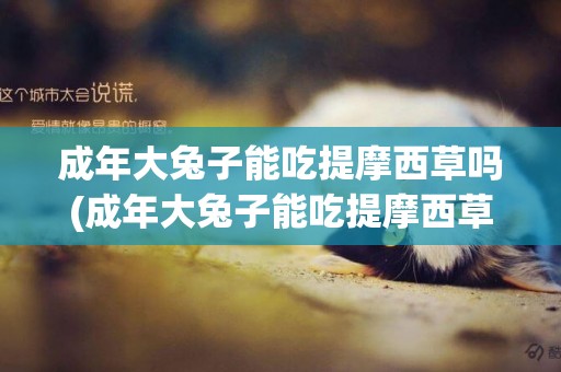 成年大兔子能吃提摩西草嗎(成年大兔子能吃提摩西草嗎視頻)