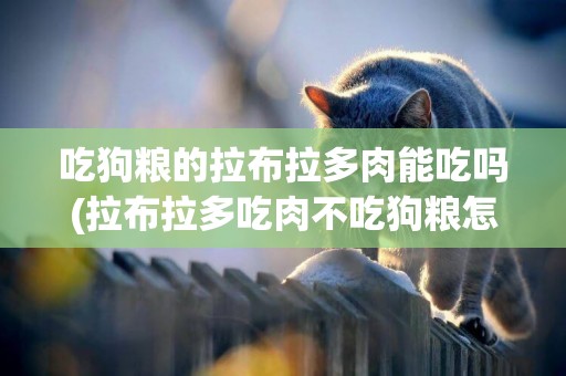 吃狗糧的拉布拉多肉能吃嗎(拉布拉多吃肉不吃狗糧怎么辦)