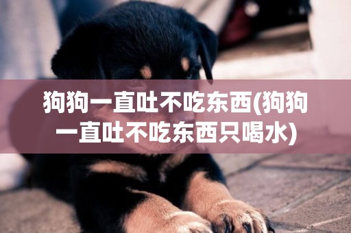 狗狗一直吐不吃東西(狗狗一直吐不吃東西只喝水)