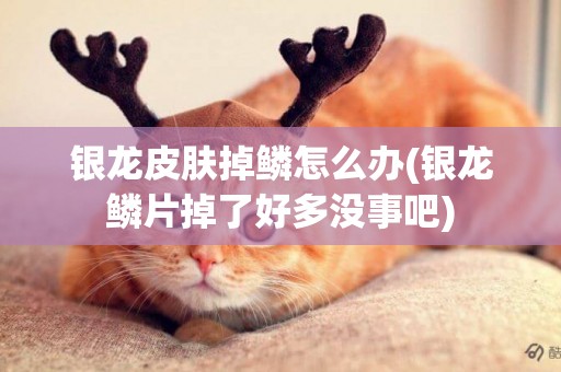 銀龍皮膚掉鱗怎么辦(銀龍鱗片掉了好多沒事吧)