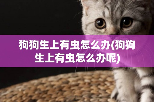 狗狗生上有蟲怎么辦(狗狗生上有蟲怎么辦呢)