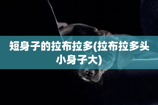 短身子的拉布拉多(拉布拉多頭小身子大)