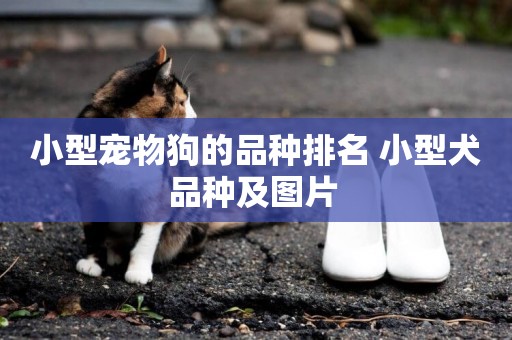 小型寵物狗的品種排名 小型犬品種及圖片 