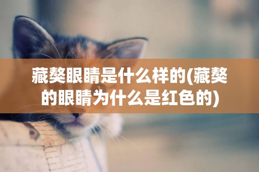 藏獒眼睛是什么樣的(藏獒的眼睛為什么是紅色的)