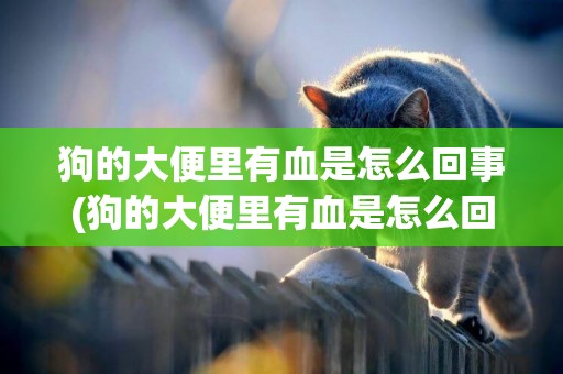 狗的大便里有血是怎么回事(狗的大便里有血是怎么回事啊)
