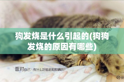 狗發燒是什么引起的(狗狗發燒的原因有哪些)