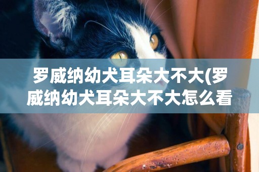 羅威納幼犬耳朵大不大(羅威納幼犬耳朵大不大怎么看)