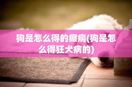 狗是怎么得的癲癇(狗是怎么得狂犬病的)