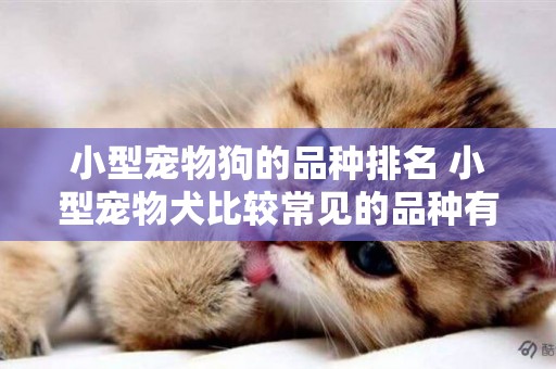 小型寵物狗的品種排名 小型寵物犬比較常見的品種有哪些？ 