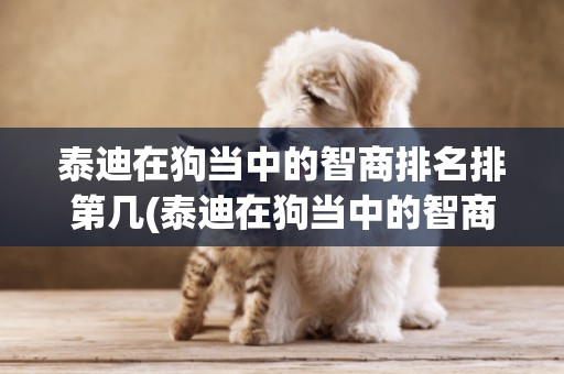 泰迪在狗當中的智商排名排第幾(泰迪在狗當中的智商排名排第幾呢)