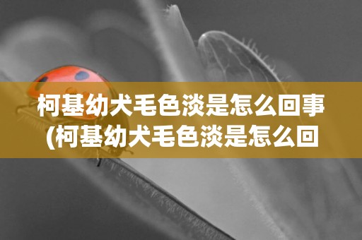 柯基幼犬毛色淡是怎么回事(柯基幼犬毛色淡是怎么回事兒)