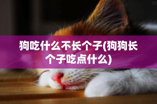 狗吃什么不長個子(狗狗長個子吃點什么)