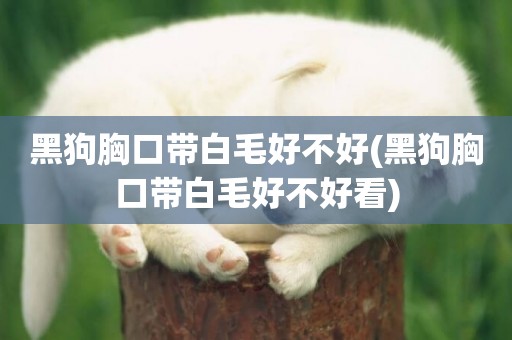 黑狗胸口帶白毛好不好(黑狗胸口帶白毛好不好看)