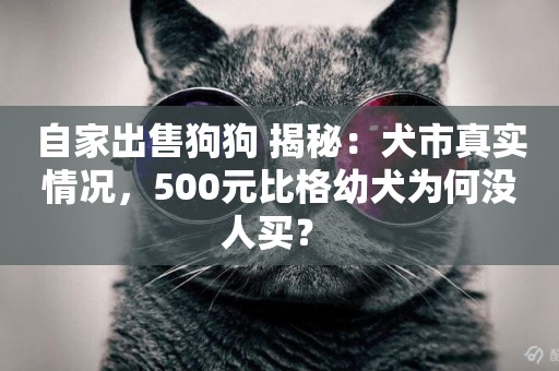 自家出售狗狗 揭秘：犬市真實情況，500元比格幼犬為何沒人買？ 
