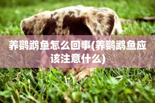 養鸚鵡魚怎么回事(養鸚鵡魚應該注意什么)