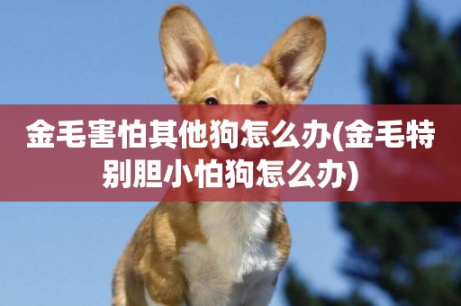 金毛害怕其他狗怎么辦(金毛特別膽小怕狗怎么辦)