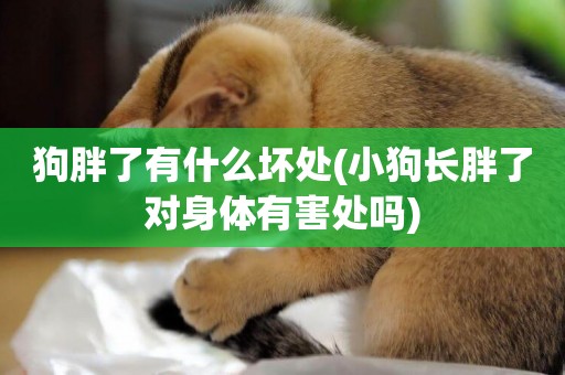 狗胖了有什么壞處(小狗長胖了對身體有害處嗎)