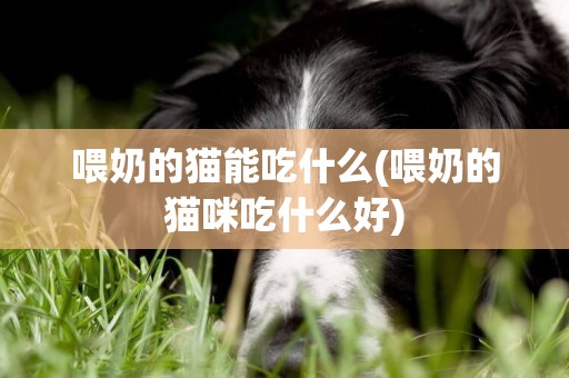 喂奶的貓能吃什么(喂奶的貓咪吃什么好)